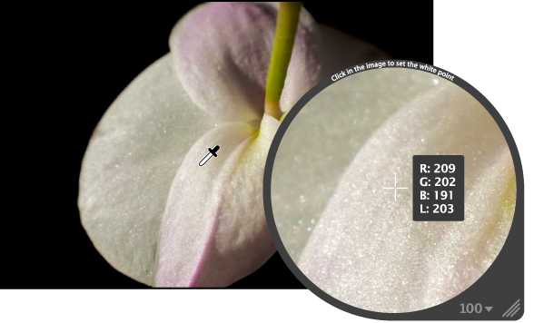 Figure. Loupe showing a magnified view of the lightest pixels in the image.