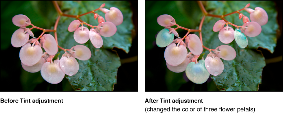 Figure. Image before and after a Tint Quick Brush adjustment.