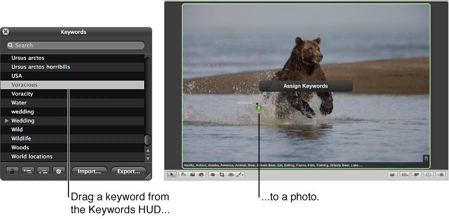 Figure. Keyword being dragged from the Keywords HUD to an image in the Viewer.