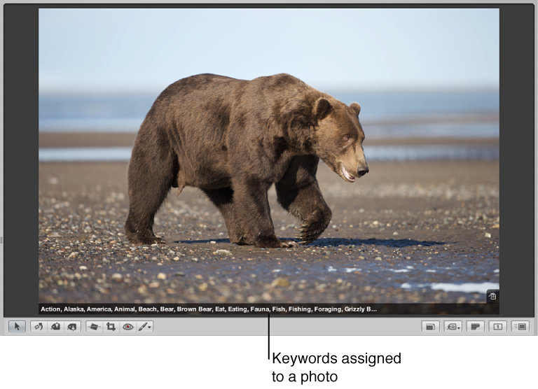 Figure. Keywords displayed on an overlay on the bottom portion of an image.