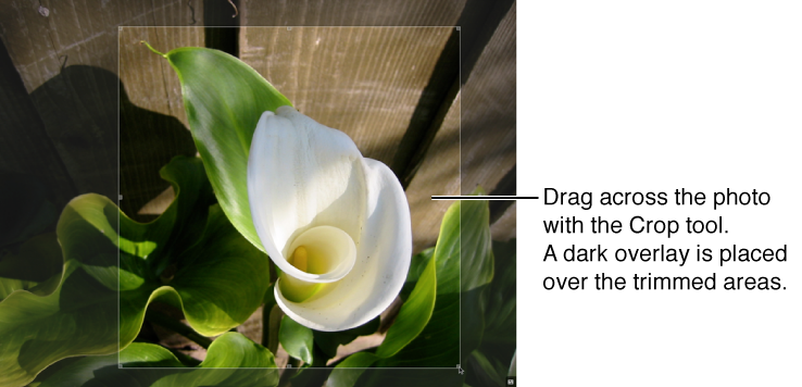 Figure. Image showing a Crop overlay placed over the trimmed areas of the image.