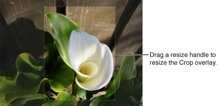 Figure. Image showing a resize handle on the right side of the Crop overlay.