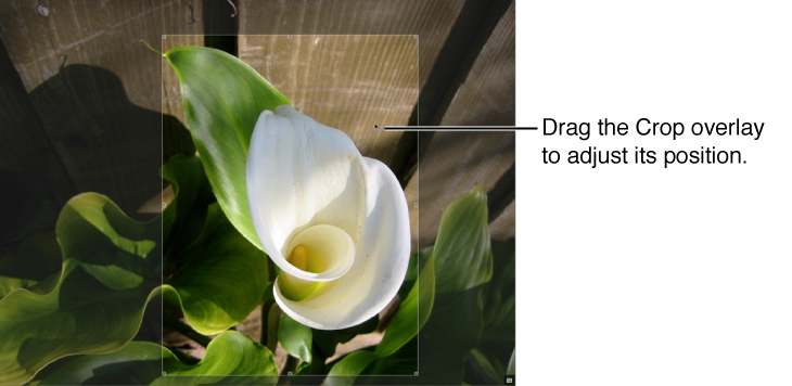 Figure. Image showing the Crop overlay being dragged to a new position.