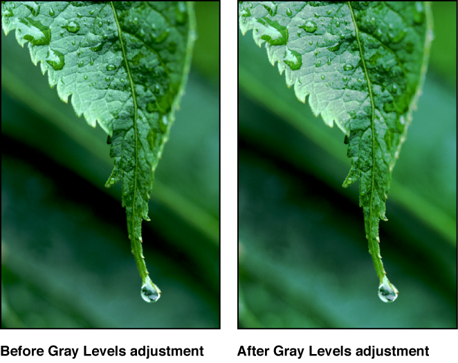 Figure. Image before and after a Gray Levels adjustment.