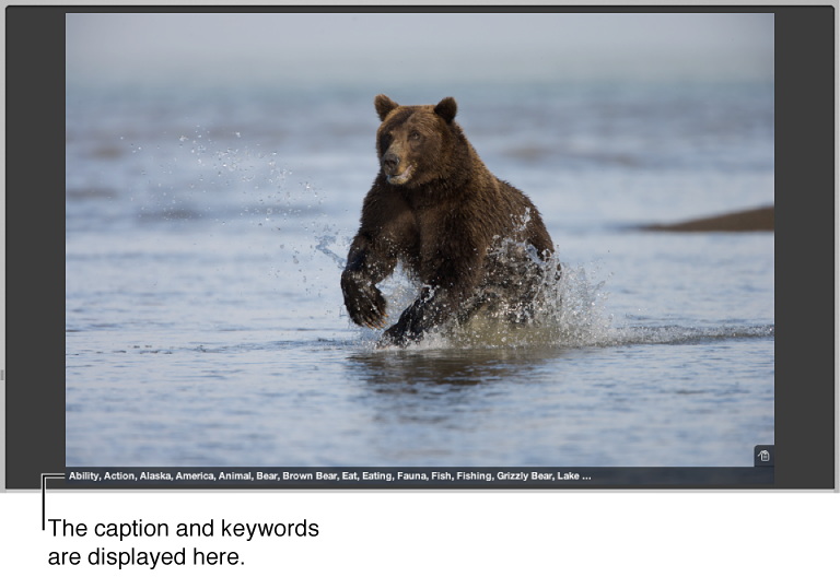 Figure. Viewer showing image metadata displayed across the bottom of an image.