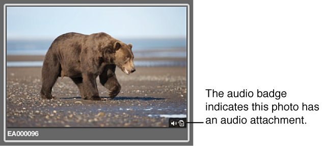 Figure. Image with a badge indicating that the image has an audio attachment.