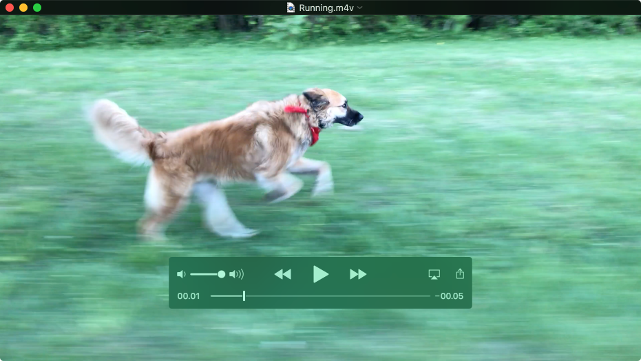 Jendela QuickTime Player memutar film dengan kontrol pemutaran ditampilkan.