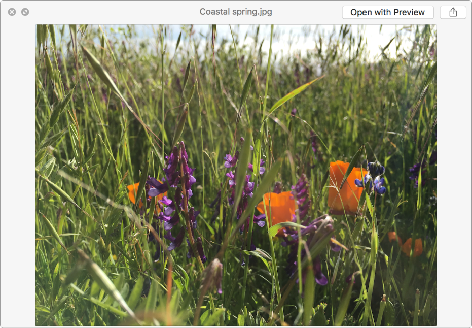 An image in the Quick Look window with buttons to see a full-screen preview, open the file, or share the file.