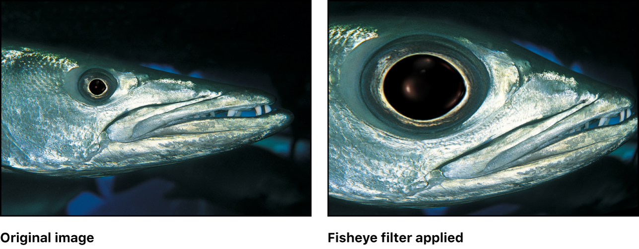 显示“鱼眼”滤镜效果的画布