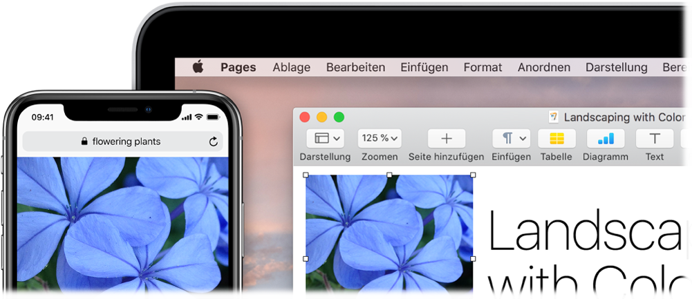 Ein iPhone, auf dessen Bildschirm eine Foto zu sehen ist, und ein Mac, auf dem das Foto in ein Pages-Dokument eingesetzt wird.