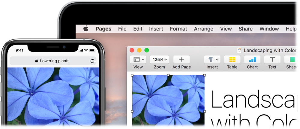 An iPhone showing a photo, next to a Mac showing the photo being pasted into a Pages document.