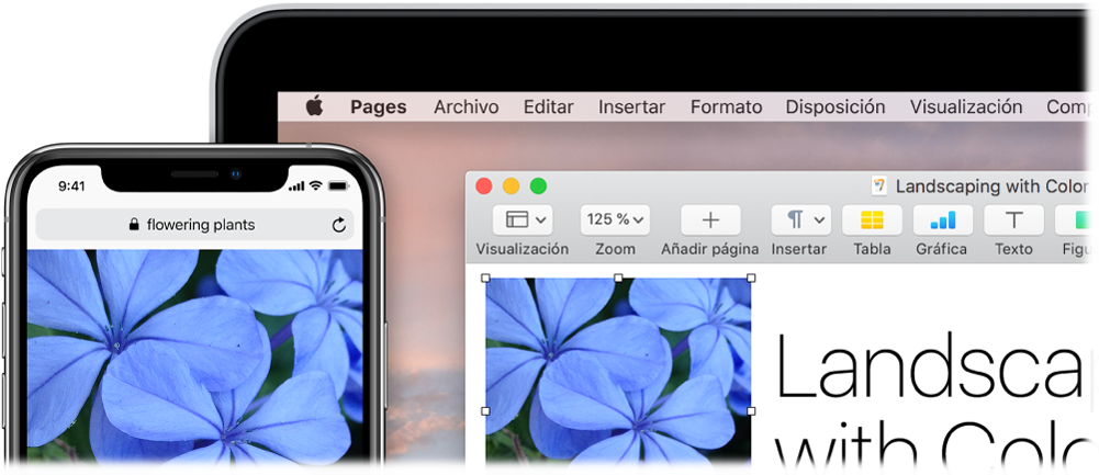 Un iPhone en el que se muestra una foto junto a un Mac en el que se muestra que la foto se está pegando en un documento de Pages.