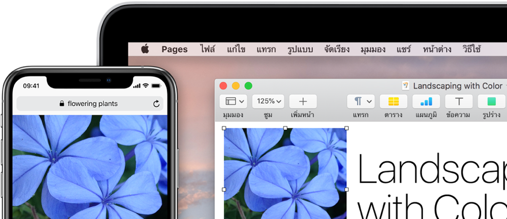 iPhone ที่แสดงรูปภาพ ถัดไปมี Mac ที่แสดงรูปภาพเดียวกันที่กำลังถูกวางลงในเอกสาร Pages
