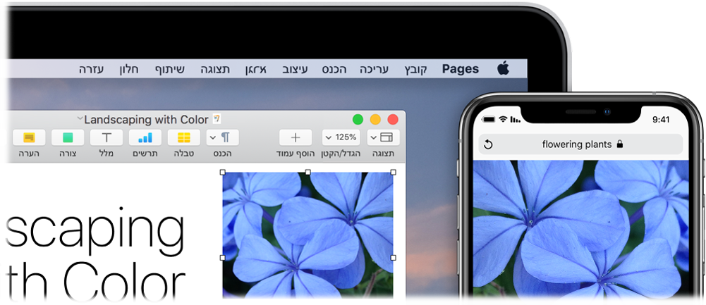 מכשיר iPhone המציג תמונה, לצד Mac המציג את אותה תמונה מודבקת במסמך Pages.