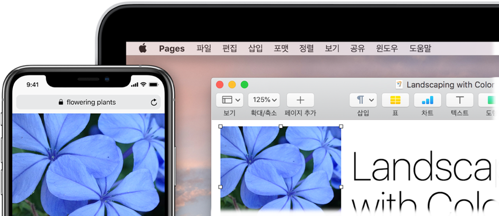 Mac 옆에 있는 iPhone에 사진이 표시되어 있고 해당 사진이 Pages 도큐멘트로 붙여 넣어지는 모습.
