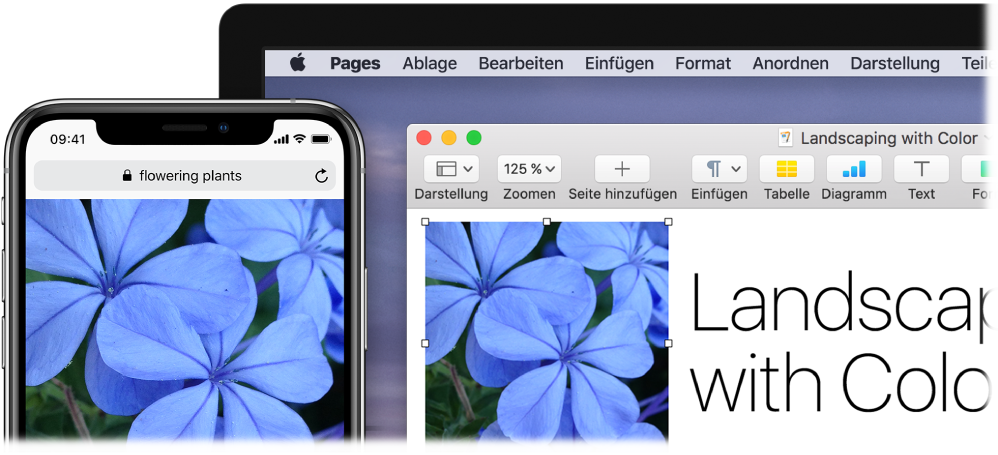 Ein iPhone, auf dessen Bildschirm ein Foto zu sehen ist, und ein Mac, auf dem das Foto in ein Pages-Dokument eingesetzt wird.