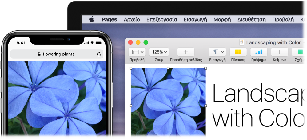 Ένα iPhone όπου εμφανίζεται μια φωτογραφία, δίπλα σε ένα Mac όπου φαίνεται η επικόλληση της φωτογραφίας σε ένα έγγραφο Pages.
