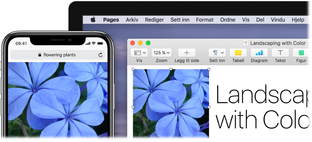 En iPhone som viser et bilde, ved siden av en Mac som viser at bildet limes inn i et Pages-dokument.