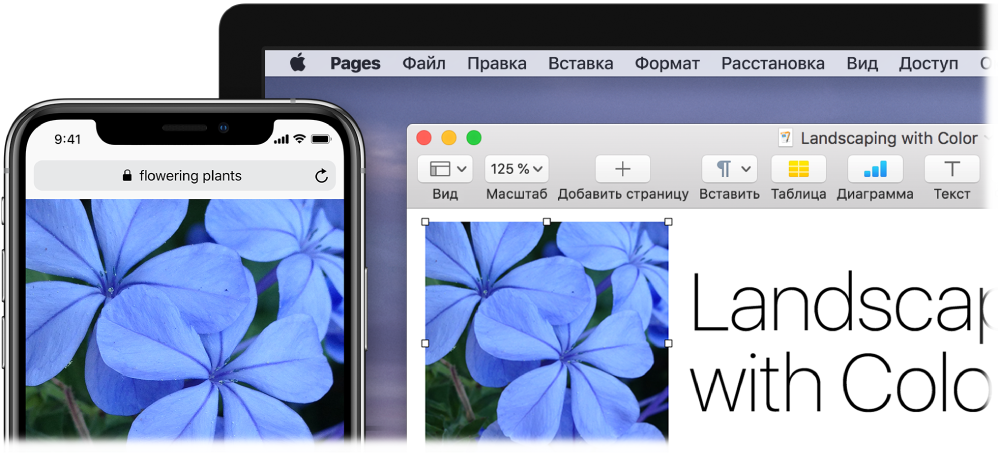 iPhone, на котором показана фотография, и компьютер Mac, на котором это изображение вставляется в документ Pages.