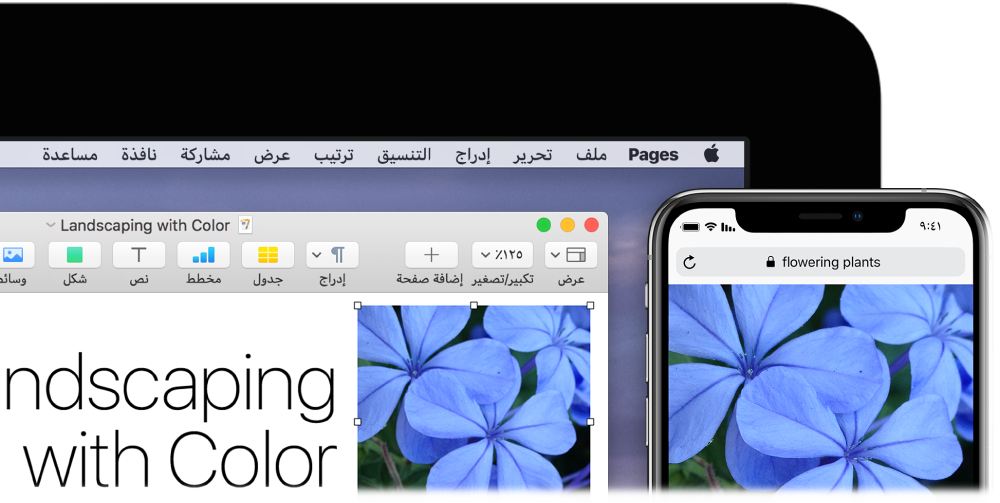 جهاز iPhone يعرض صورة، وبجواره جهاز Mac تظهر عليه الصورة أثناء لصقها في مستند Pages.