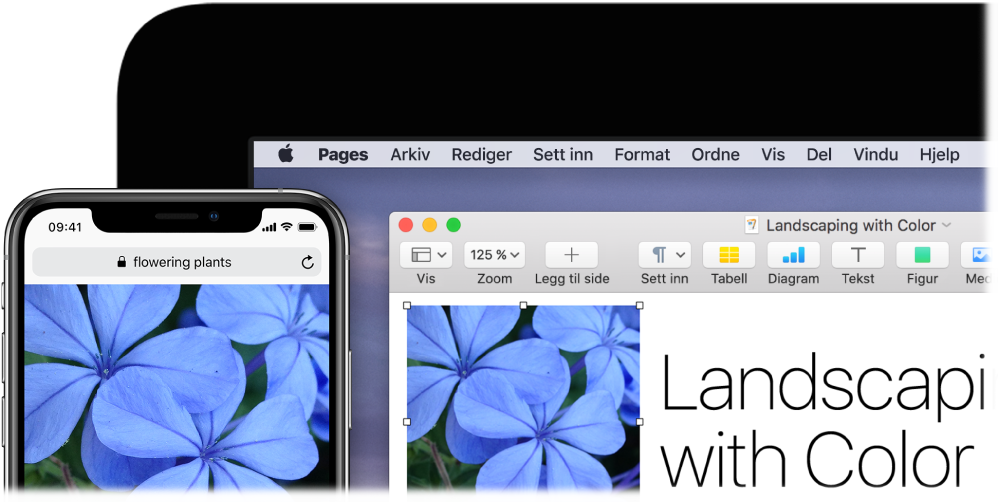 En iPhone som viser et bilde, ved siden av en Mac som viser at bildet limes inn i et Pages-dokument.