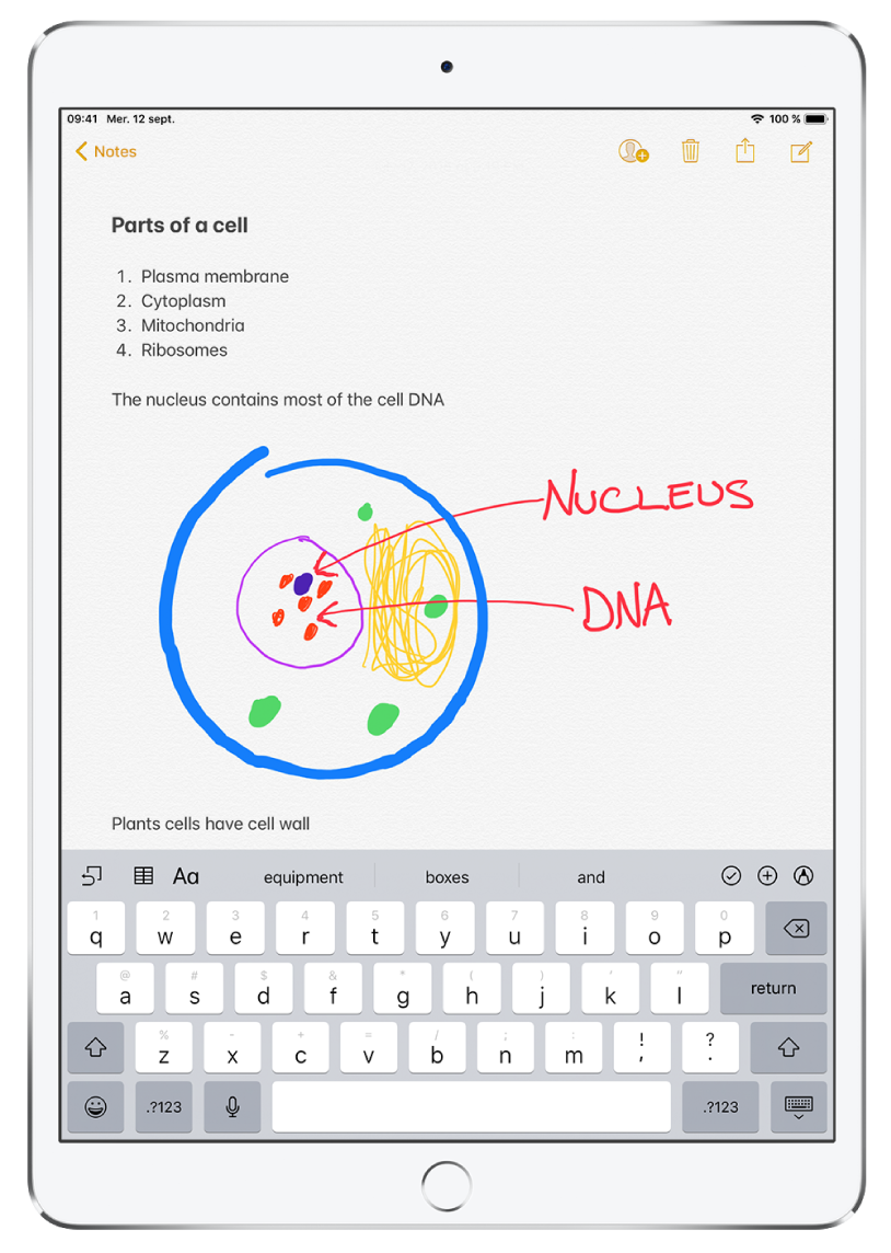 Une note est ouverte dans l’app Notes. Le titre « Parties d’une cellule » est saisi en haut de la note. Sous le titre se trouve une liste numérotée répertoriant les différentes parties d’une cellule, comme « plasma cellulaire », « cytoplasme », « mitochondrie » et « ribosomes ». Cette liste numérotée est suivie du dessin d’une cellule d’une plante, lui-même suivi de notes saisies par l’utilisateur. Le clavier est affiché au bas de l’écran.