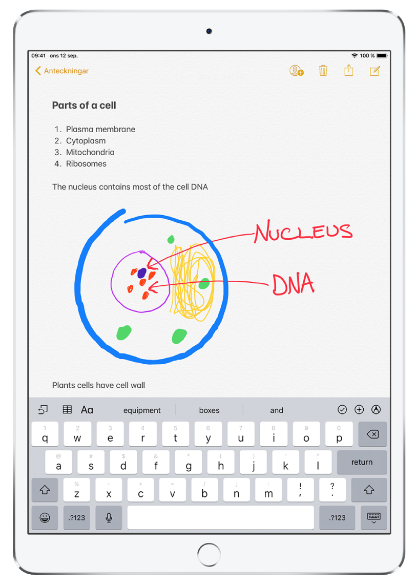 En anteckning är öppen i appen Anteckningar. Högst upp på anteckningen står rubriken ”Parts of a cell”. Under titel finns en numrerad lista över celldelar som ”plasma membrane”, ”cytoplasm”, ”mitochondria” och ”ribosomes”. Under den numrerade listan finns en teckning på en växtcell, följt av anteckningar. Längst ned på skärmen visas tangentbordet.