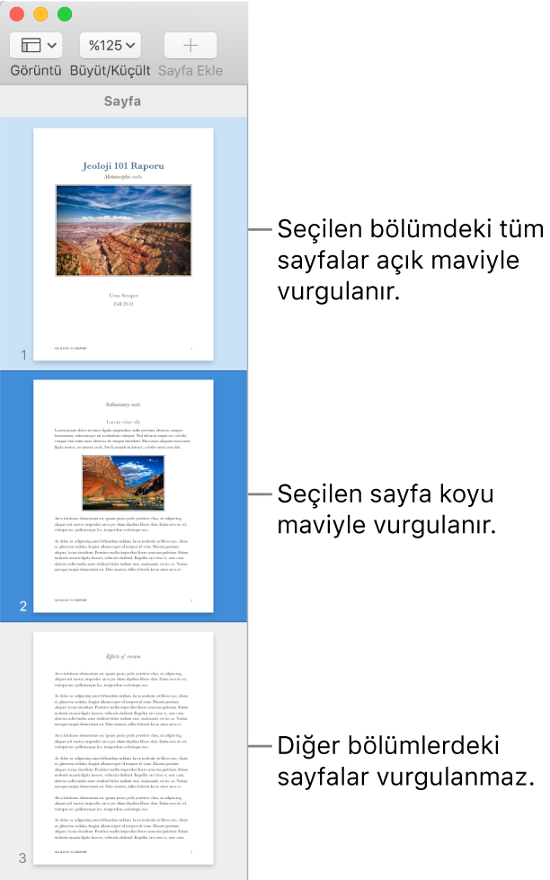 Seçilen sayfa koyu maviyle ve seçilen bölümdeki tüm sayfalar açık maviyle vurgulanmış olan Küçük Resim Görüntüsü kenar çubuğu.