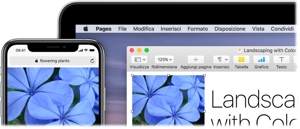 iPhone che mostra una foto, accanto a un Mac che mostra la stessa foto incollata in un documento di Pages.