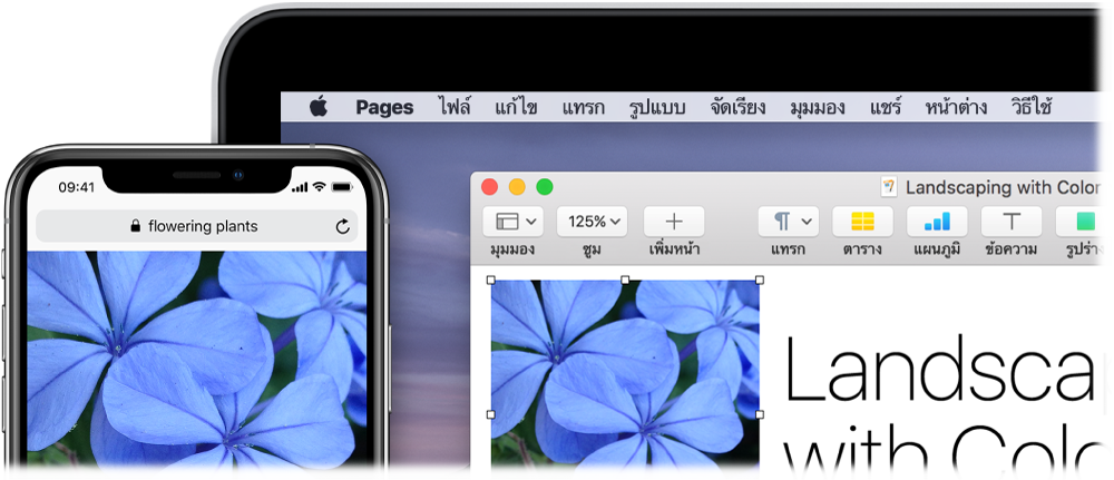 iPhone ที่แสดงรูปภาพ ถัดไปมี Mac ที่แสดงรูปภาพเดียวกันที่กำลังถูกวางลงในเอกสาร Pages