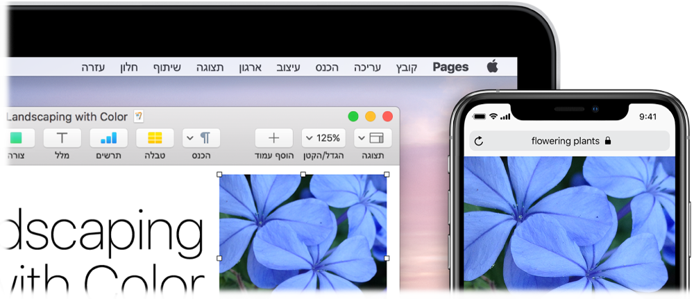 מכשיר iPhone המציג תמונה, לצד Mac המציג את אותה תמונה מודבקת במסמך Pages.