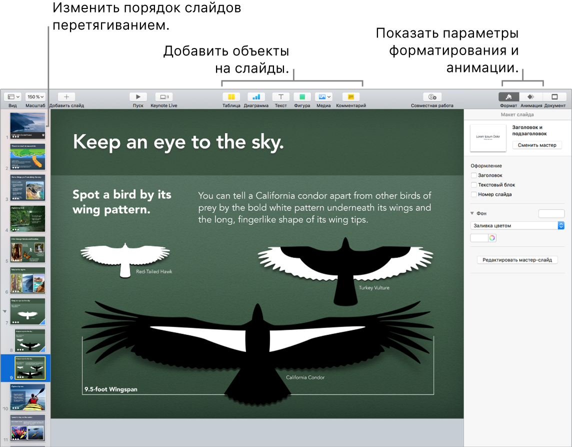 Окно Keynote. Показано, как изменить порядок слайдов. Выделены кнопки добавления объектов на слайд, в том числе кнопки форматирования и анимации.