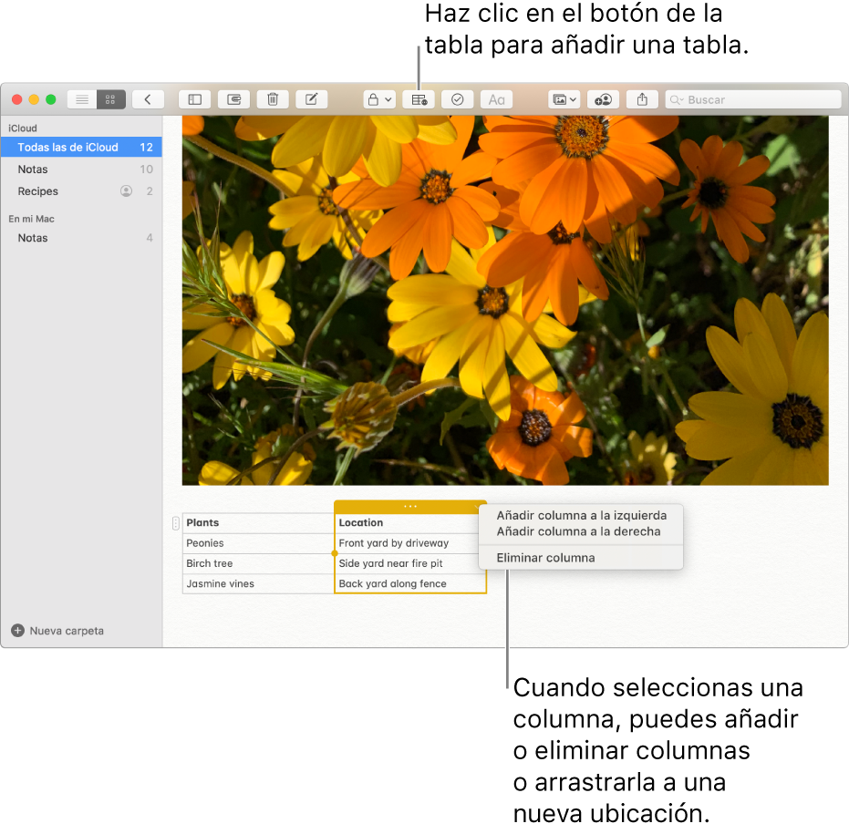 La ventana de Notas con el botón Tabla —haz clic en él para añadir una tabla. Dentro del contenido de la nota, hay una columna de la tabla seleccionada para que puedas añadir o eliminar columnas, o bien arrastrarlas hasta una nueva ubicación.