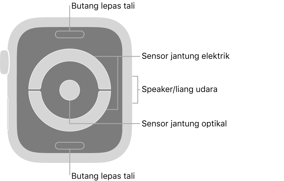 Bahagian belakang Apple Watch Series 4 dengan petak bual menunjuk ke butang lepas tali, sensor jantung elektrik, speaker/liang udara dan sensor jantung optikal.