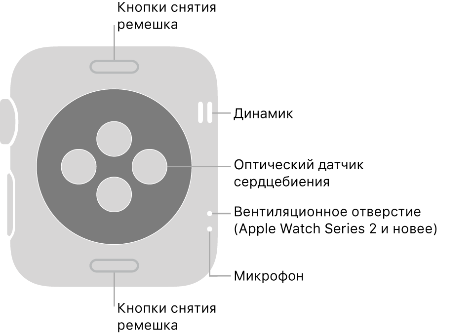 Оборотная сторона Apple Watch Series 3 или предыдущей модели и выноски, указывающие на кнопку смены ремешка, динамик, оптический датчик сердцебиения, вентиляционное отверстие и микрофон.