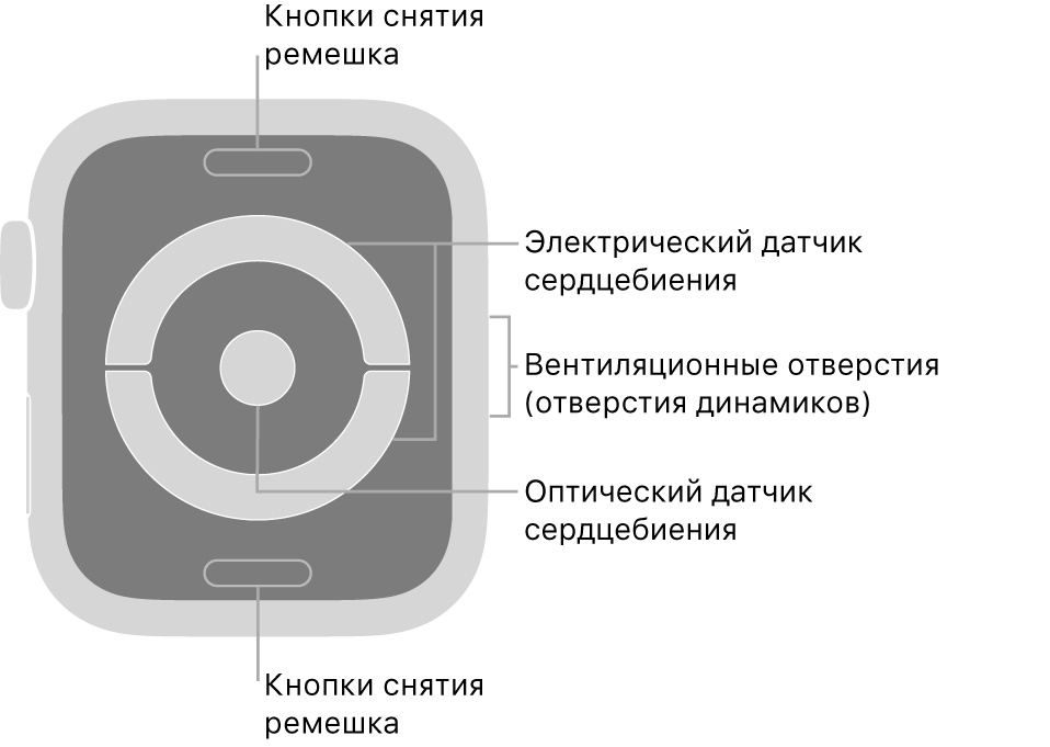 Оборотная сторона Apple Watch Series 4 и выноски, указывающие на кнопку снятия ремешка, электрический датчик сердцебиения, вентиляционные отверстия (отверстия динамиков), и оптический датчик сердцебиения.