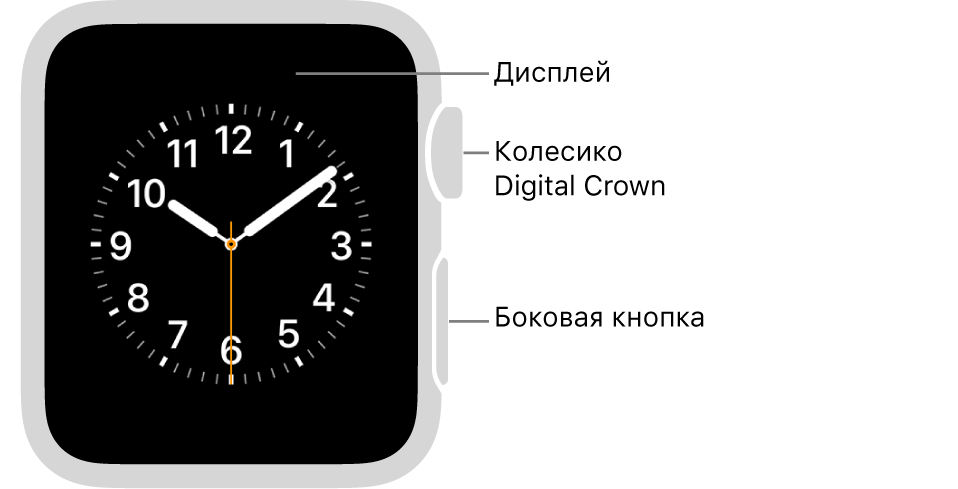 Лицевая сторона Apple Watch Series 3 или предыдущей модели и выноски, указывающие на дисплей, колесико Digital Crown и боковую кнопку.