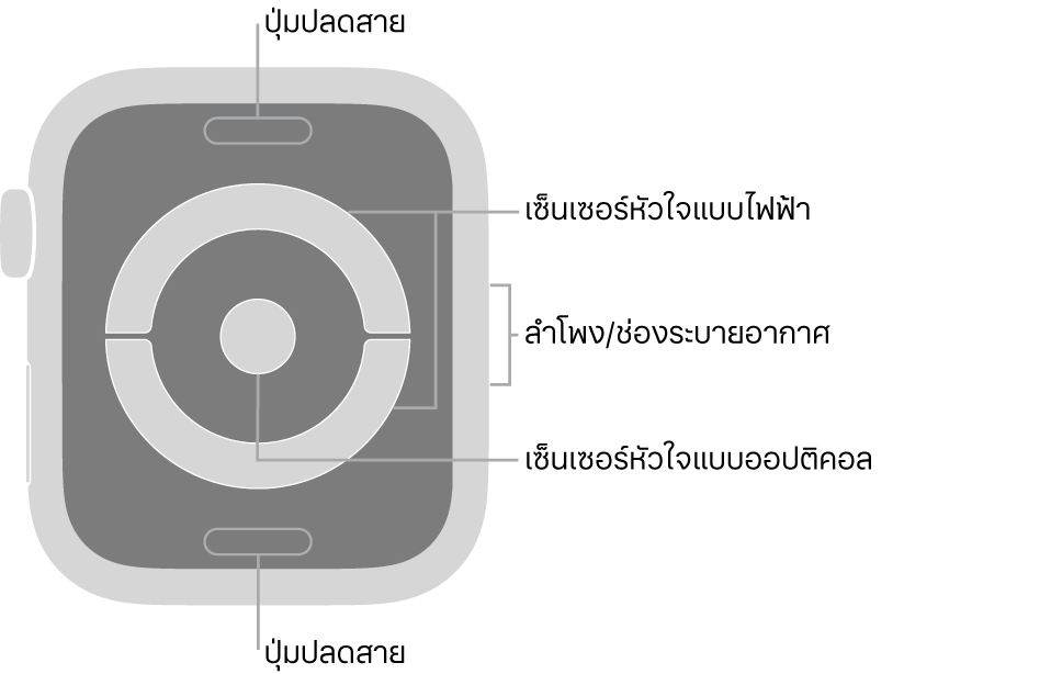 ด้านหลังของ Apple Watch Series 4 พร้อมคำอธิบายภาพที่ชี้ไปที่ปุ่มปลดสาย เซ็นเซอร์วัดอัตราการเต้นของหัวใจแบบไฟฟ้า ลำโพง/ช่องระบายอากาศ และเซ็นเซอร์วัดอัตราการเต้นของหัวใจแบบออปติคอล