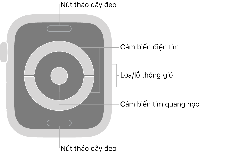 Mặt sau của Apple Watch Series 4 với các chú thích trỏ đến nút tháo dây, cảm biến điện tim, loa/lỗ thông gió và cảm biến tim quang học.