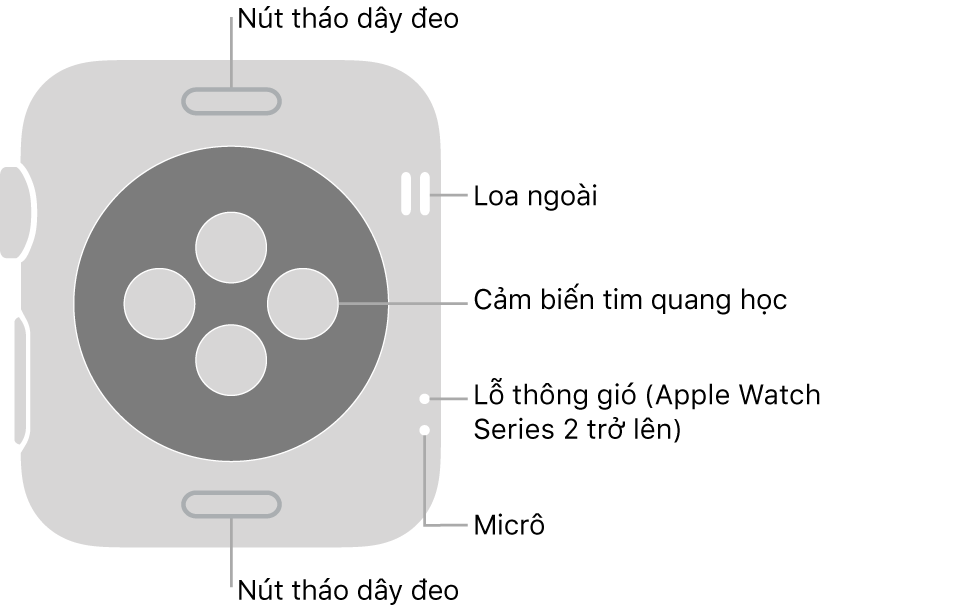 Mặt sau của Apple Watch Series 3 và cũ hơn với các chú thích trỏ đến nút tháo dây, loa, cảm biến tim quang học, lỗ thông gió và micrô.