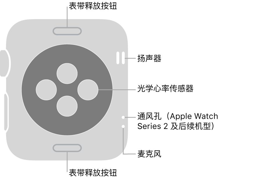 Apple Watch Series 3 及较早机型的背面,标注指示了表带释放按钮、扬声器、光学心率感应器、通风孔和麦克风。