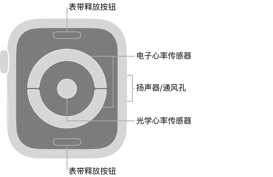 Apple Watch Series 4 的背面,标注指示了表带释放按钮、电子心率传感器、扬声器/通风孔和光学心率传感器。
