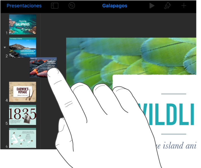 Imagen de un dedo arrastrando la miniatura de una diapositiva desde el navegador de diapositivas.