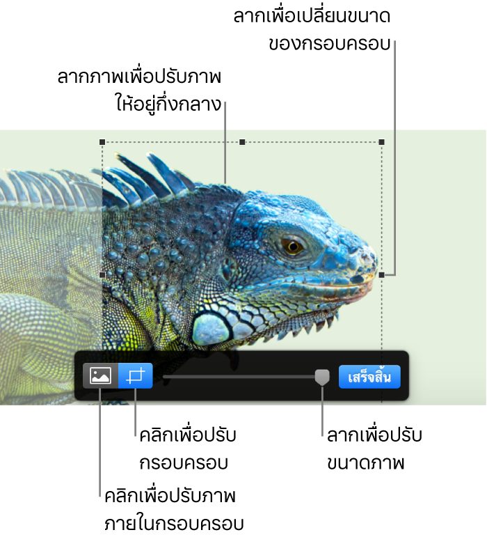 ตัวควบคุมการครอบที่อยู่เหนือรูปภาพ