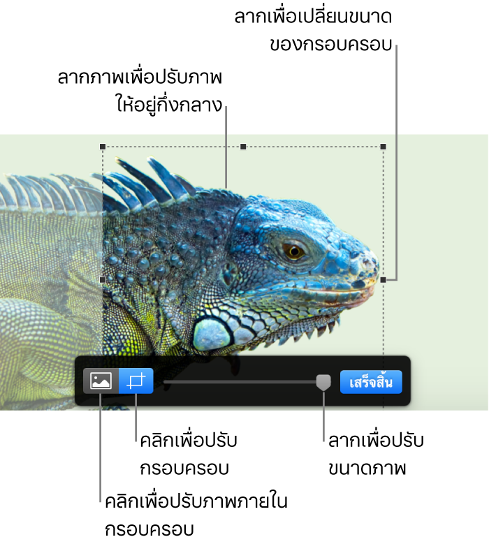 ตัวควบคุมการครอบที่อยู่เหนือรูปภาพ