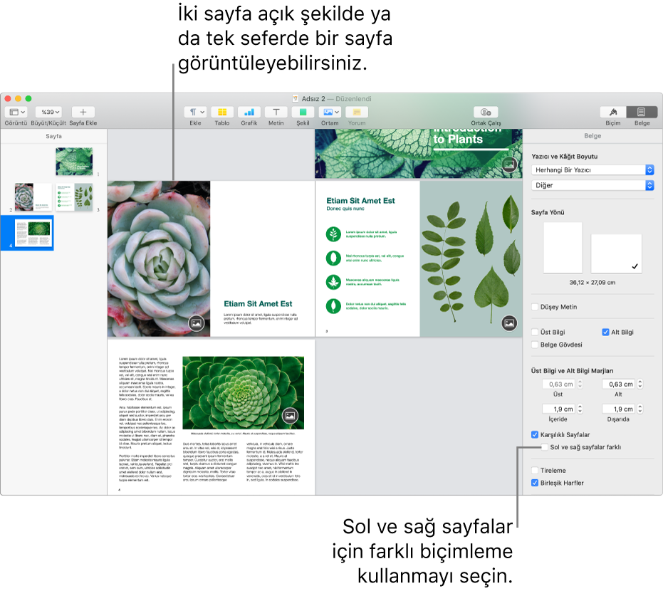 Sayfa küçük resimleri ve birbirine bakan iki sayfa olarak görüntülenen belge sayfaları ile Pages penceresi. Sağdaki Belge kenar çubuğunda, “Sol ve sağ sayfalar farklı” onay kutusunun seçimi kaldırılmıştır.
