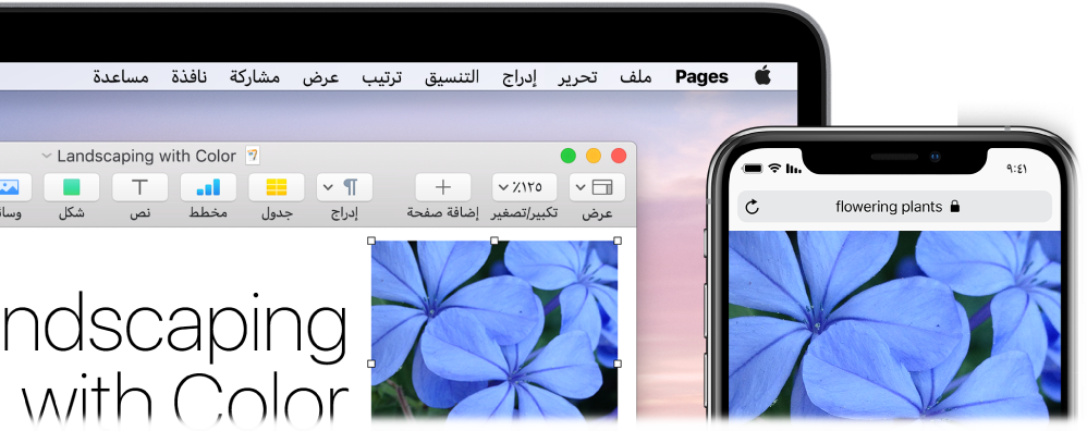جهاز iPhone يعرض صورة، وبجواره جهاز Mac تظهر عليه الصورة أثناء لصقها في مستند Pages.