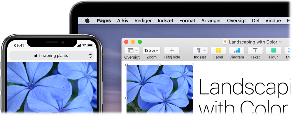 En iPhone med et fotografi ved siden af en Mac, der viser, at fotografiet indsættes i et Pages-dokument.
