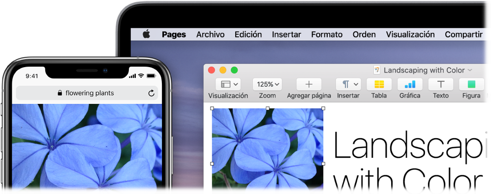 Un iPhone mostrando una foto, junto a una Mac que muestra cómo la foto se pasa a un documento de Pages.