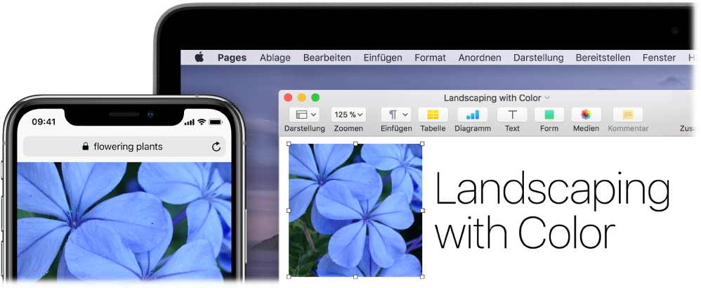 Ein iPhone, auf dessen Bildschirm ein Foto zu sehen ist, und ein Mac, auf dem das Foto in ein Pages-Dokument eingesetzt wird.